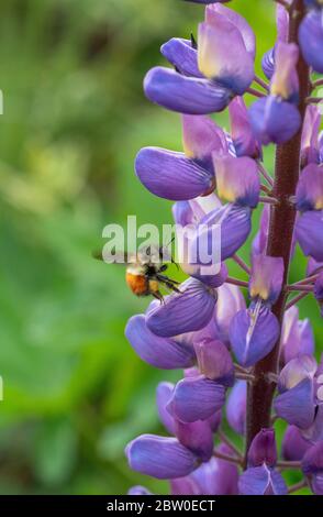 L'abeille Bumble à queue noire (Bombus melanopygus) se fourrasse sur le Lupin de Riverside (Lupinus rivularis), en Oregon Banque D'Images