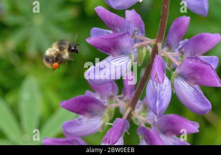 L'abeille Bumble à cornes floues (Bombus mixtus) fourrager sur Riverside Lupin (Lupinus rivularis), Oregon Banque D'Images