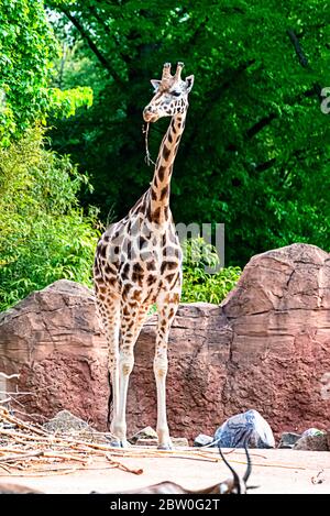 Girafe mange des branches et de la paille Banque D'Images