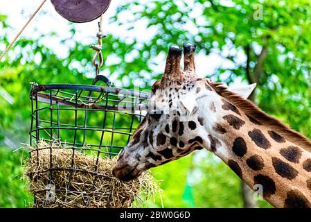 Girafe mange des branches et de la paille Banque D'Images