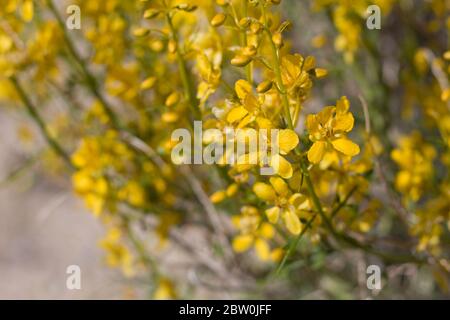 Des fleurs jaunes émergent du désert de Senna, de Senna Armata, de Fabaceae, arbuste indigène à la périphérie des palmiers de Twentynine, désert de Mojave du Sud, Springtime. Banque D'Images