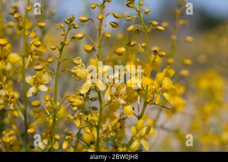 Des fleurs jaunes émergent du désert de Senna, de Senna Armata, de Fabaceae, arbuste indigène à la périphérie des palmiers de Twentynine, désert de Mojave du Sud, Springtime. Banque D'Images