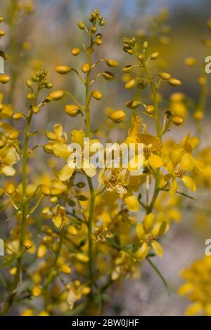 Des fleurs jaunes émergent du désert de Senna, de Senna Armata, de Fabaceae, arbuste indigène à la périphérie des palmiers de Twentynine, désert de Mojave du Sud, Springtime. Banque D'Images