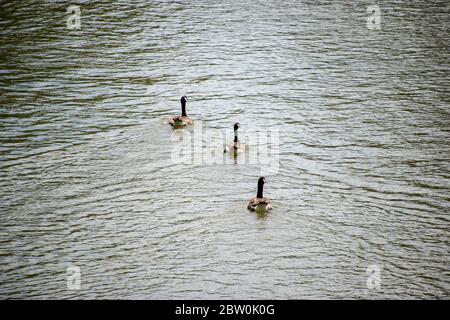 Trois Oies canadiennes flottent sur l'eau et nagent loin du photographe Banque D'Images