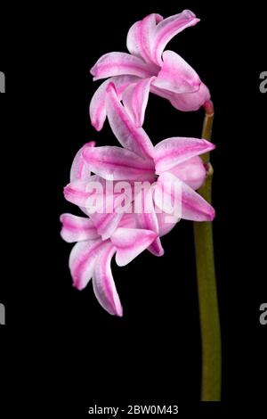 Fleur rose de jacinthe, isolée sur fond noir Banque D'Images