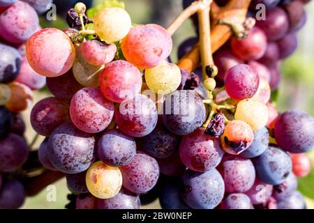 rouge bleu violet rouge orange et jaune bulles rondes de raisins. Cave de vinification professionnelle Banque D'Images