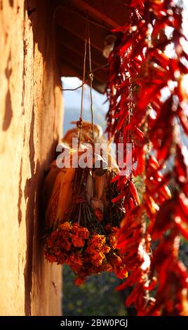 Temps de récolte au Népal - épices et fleurs séchées au soleil pendant la récolte au Népal Banque D'Images