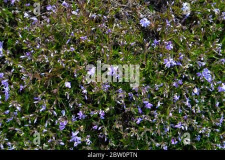 Phlox subulata, également connu sous le nom de phlox de la mousse. Fleurs bleues. Banque D'Images