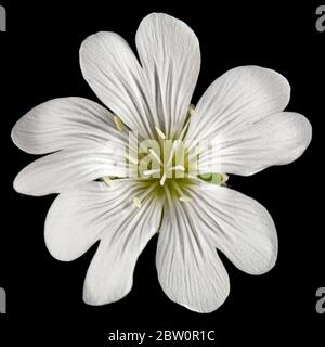 Fleur blanche de Cerastium, isolée sur fond noir Banque D'Images