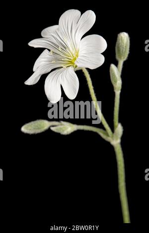 Fleur blanche de Cerastium, isolée sur fond noir Banque D'Images