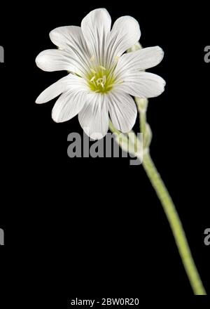 Fleur blanche de Cerastium, isolée sur fond noir Banque D'Images