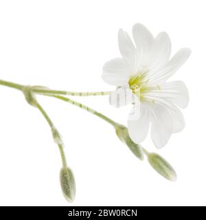 Fleur blanche de Cerastium, isolée sur fond blanc Banque D'Images