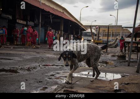 Maracaibo, Venezuela. 28 mai 2020. Un chien marche à travers le marché « Las Pulgas » lors d'une campagne de désinfection contre la propagation du coronavirus par les employés de la ville. Le marché, considéré comme une source critique d'infection, a été fermé le 24 mai. Cette situation a été suivie par des manifestations de commerçants. Le gouvernement vénézuélien a identifié 1,245 personnes infectées par Covid-19 dans tout le pays. Selon les chiffres officiels, onze personnes seraient mortes du coronavirus. Crédit: Maria Fernanda Munoz/dpa/Alay Live News Banque D'Images