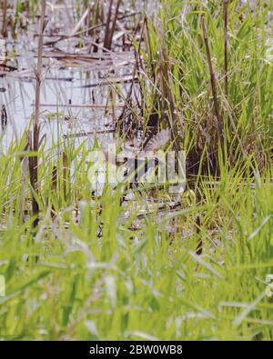 Une femelle à ailes rouges glisse pour un atterrissage dans les herbes des marais. Banque D'Images