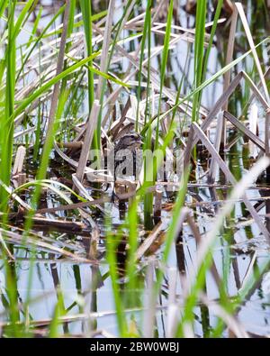 Une femelle à aigue rouge, blackbird, perche sur des herbes de marais alors qu'elle se fond dans son environnement. Banque D'Images