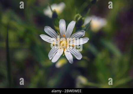 Un champ de stellaria Media fleurs dans la forêt. Banque D'Images