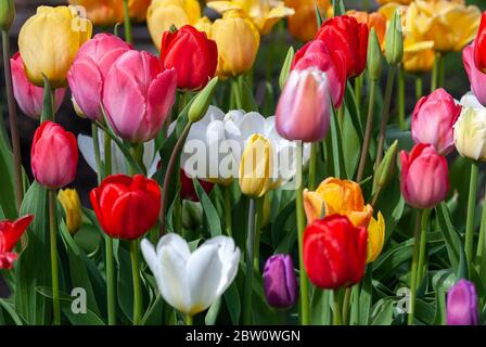 fond de fleur de printemps de tulipes multicolores fleuris dans le jardin Banque D'Images