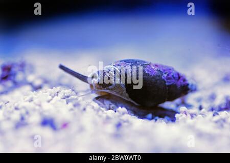 Escargot de boue Nassa (buccins de chien) - Nassarius arcularius Banque D'Images