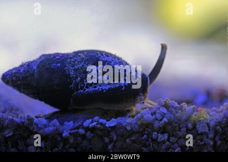 Escargot de boue Nassa (buccins de chien) - Nassarius arcularius Banque D'Images