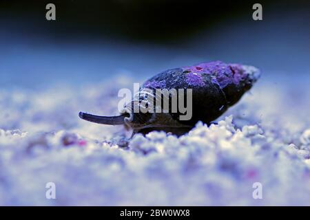 Escargot de boue Nassa (buccins de chien) - Nassarius arcularius Banque D'Images