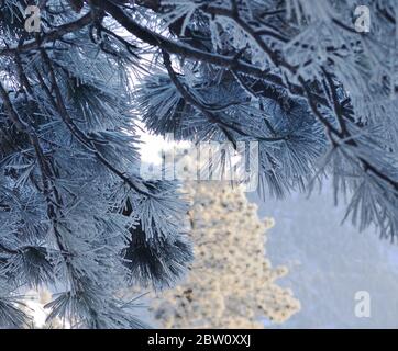 Scène d'hiver avec des creux de pin ponderosa, Colorado. Banque D'Images