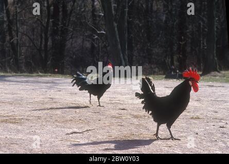 Poulets dans un jardin. Banque D'Images