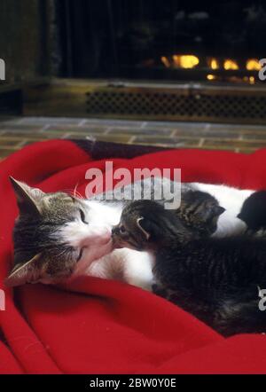 Chat et chatons de mère. Banque D'Images