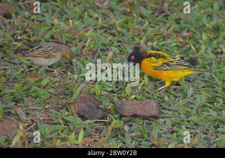 Gendarmerie de Tisserin ou Village weaver (Poceus cuccullatus) mâle dans un jardin urbain à Dakar, Sénégal Banque D'Images