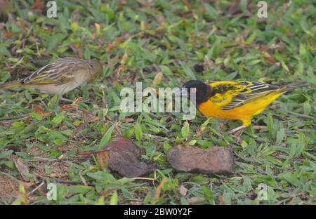 Gendarmerie de Tisserin ou Village weaver (Poceus cuccullatus) mâle dans un jardin urbain à Dakar, Sénégal Banque D'Images