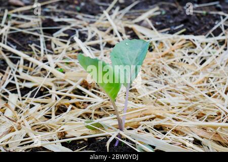 Semis de chou poussant dans le jardin avec paillis de foin, goutte d'eau sur la feuille Banque D'Images
