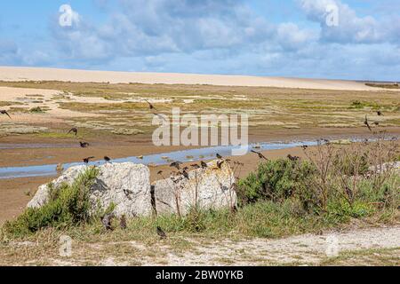Un troupeau d'oiseaux sur la lagune de la flotte avec beaucoup perchés sur des rocks et d'autres en vol Banque D'Images