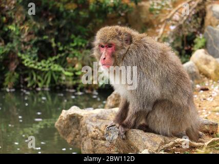 Un singe se détendant sur un rocher en haut de la montagne Iwata à Kyoto, Japon Banque D'Images