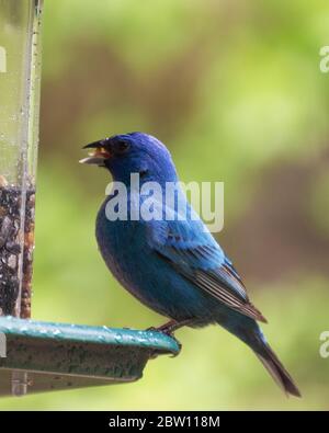 Un mâle Indigo Bunting se nourrit d'un mangeoire à oiseaux sous la pluie. Vue rapprochée. Banque D'Images