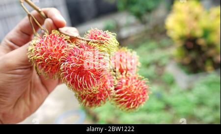 Main proche tenant le fruit du rambutan Banque D'Images