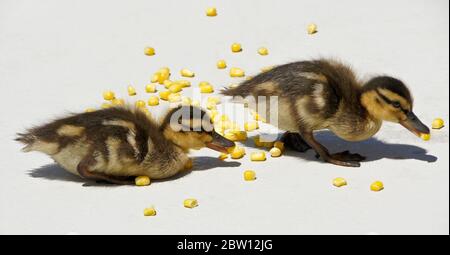 Canetons de Mallard manger du maïs sur le patio dans la cour arrière de la maison de Californie du Sud Banque D'Images