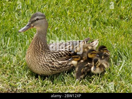 Canard malard femelle (poule) et canetons nichés ensemble tout en se reposant dans l'herbe, Californie du Sud Banque D'Images