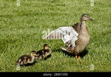 Colvert canetements avec des récoltes pleines de nourriture stockée debout dans l'herbe à côté de la femelle (poule) étirant et flatant ses ailes, Californie du Sud Banque D'Images