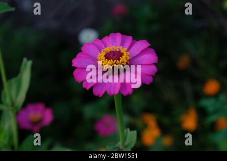 Fleurs roses de zinnia elegans. Fleurs de Zinnia (Zinnia elegans) communes dans le jardin. Les couleurs des fleurs vont du blanc, de la crème, des pinettes, des rouges et des violets Banque D'Images