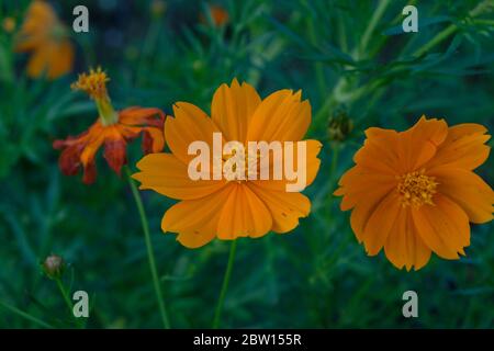 COSMOS sulfureus est également connu sous le nom de cosmos de soufre et de cosmos jaunes. Cette fleur est dans le jardin Banque D'Images