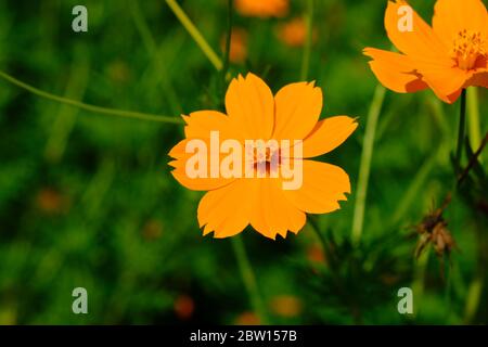 COSMOS sulfureus est également connu sous le nom de cosmos de soufre et de cosmos jaunes. Cette fleur est dans le jardin Banque D'Images