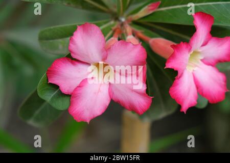 Adenium obesum est une espèce de plante florale de la famille des Apocynacées, originaire des régions du Sahel, au sud du Sahara Banque D'Images