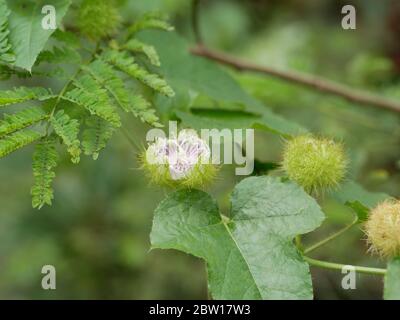 Gros plan stinking pastilower (Passiflora foetida) fleur blanche avec la nature verte fond flou, d'autres noms maracuja sauvage, buisson passio Banque D'Images