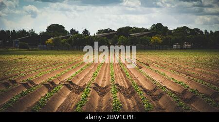 Le soleil chaud brille sur des sillons de pommes de terre parfaitement droits plantés dans un champ agricole qui s'étire jusqu'au point de fuite sur les arbres, les entrepôts et les serres Banque D'Images