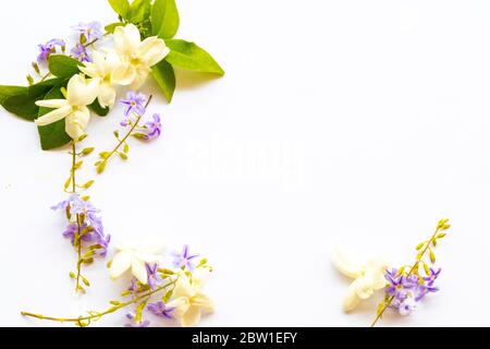 fleurs blanches jasmin et fleurs violettes flore locale de l'asie au printemps arrangement plat de saison de poser le style de carte postale sur fond blanc Banque D'Images