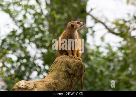 Portrait de l'Afrique sauvage adultes meerkat, Meerkat (Lynx). Photographié dans la nature sauvage. Banque D'Images