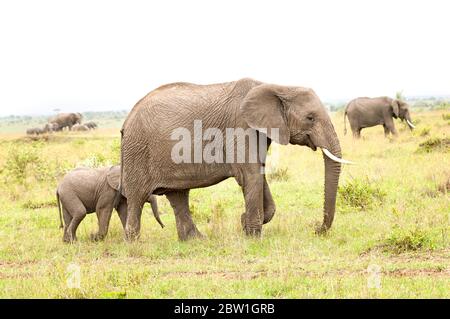 Femelle éléphant de brousse africain et son veau, Loxodonta africana, en quête de nourriture dans la réserve nationale de Masai Mara. Kenya. Afrique. Banque D'Images