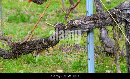 Ancienne vigne ligneuse dans un vignoble de la vallée du Danube appelé 'Wachau', Autriche Banque D'Images