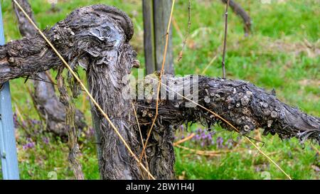Ancienne vigne ligneuse dans un vignoble de la vallée du Danube de Wachau, Autriche Banque D'Images