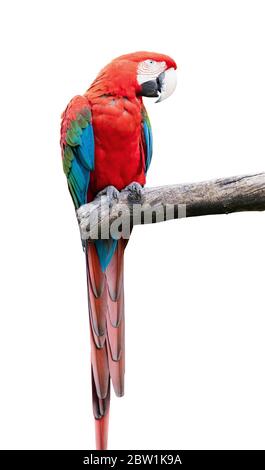 perroquet coloré avec des plumes rouges bleues vertes assis sur une branche d'arbre isolée sur un fond blanc Banque D'Images