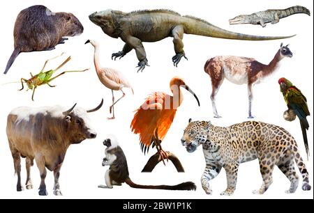 Ensemble de divers oiseaux sauvages d'Amérique du Sud, les animaux, les reptiles et les insectes isolated on white Banque D'Images
